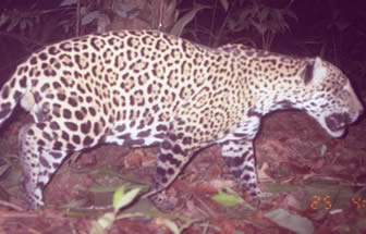 Jaguar 22
